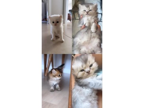 ;british longhair bebeklerimize ömürlük yuva