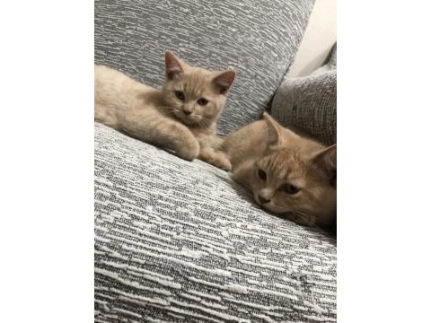 British longhair sarı 3 aylık erkek