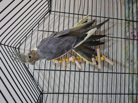 Dişi pearl - grey sultan papağanı