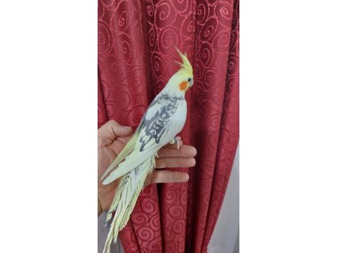 Dişi 2023 bilezikli eş görmemiş ev üretimi sultan papağanı