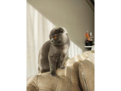 Scottish fold çok uysal prensesimiz