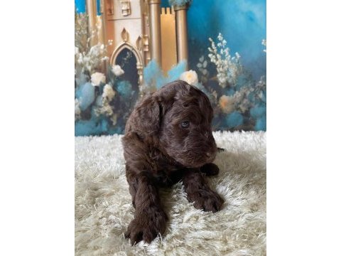 Çikolata poodle türünün en iyisi
