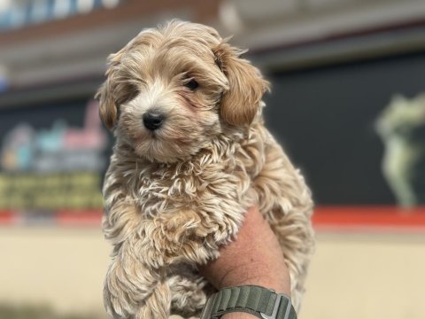 Petmode köpek çiftliğinden kore maltipoo