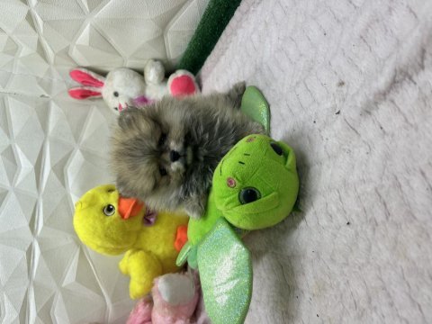 Erkek dişi pomeranian yavrular