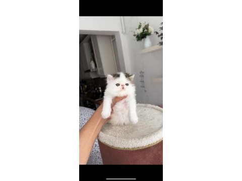 Tombiş exotic shorthair bebekler şecereli