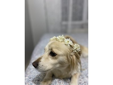 Ücretsiz rus finosu terrier köpeğime aile arıyorum