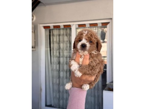 Maltipoo cinsi yavrularımız