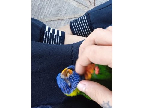 Full evcil lori papağanı