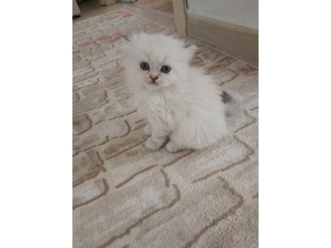 Son bir yavru british longhair