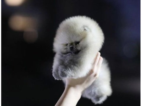 Pomeranian yavrular için kalitede tek adres