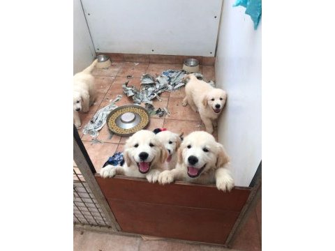 Golden retriever yavrular için ulaşabilirsiniz
