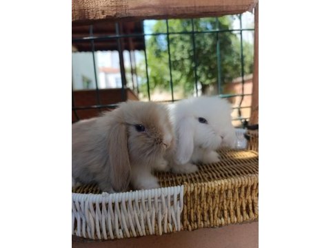 Hollanda teddy lop tavşan yavrular