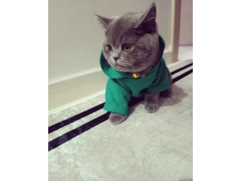 Safkan dişi british shorthair lokum 7 aylık aşılı