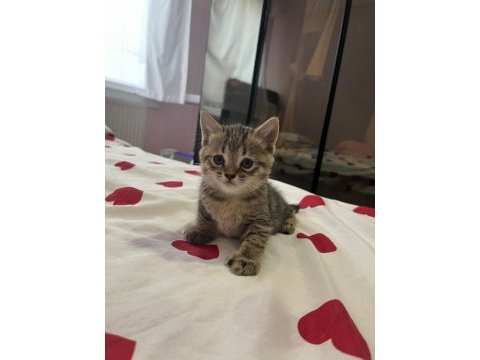 British shorthair