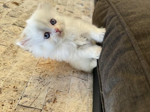 British longhair point