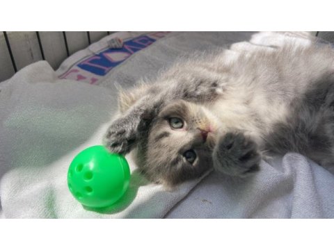 Erkek scottish fold 1.5 aylık