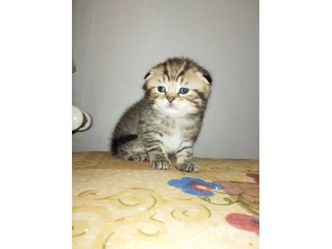 Erkek scottish fold