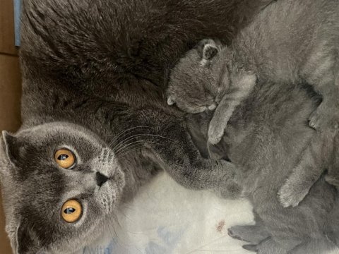 En güzel, oyuncu scottish fold yavrular hemen teslim