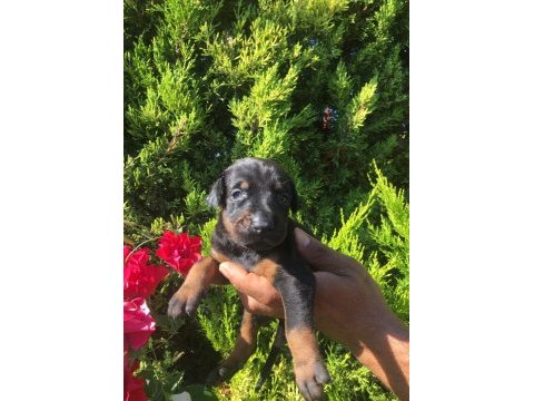A kalite scr'li doberman yavrular