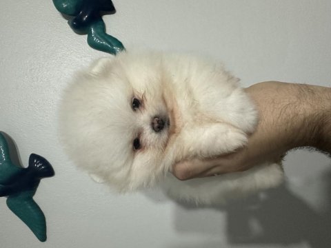 Irkının en iyisi pomeranian boo