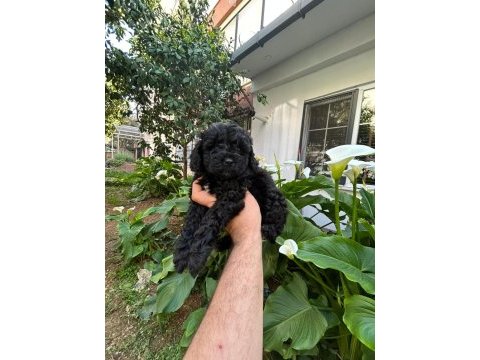 Toy poodle siyah