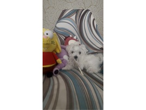0 numara kore maltese
