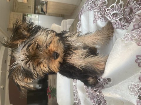 2 kızı ve 4 erkek (2 aylık) yorkshire terrier