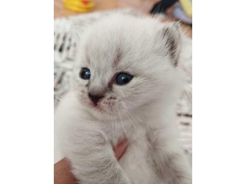 British blue point yavru kedimiz