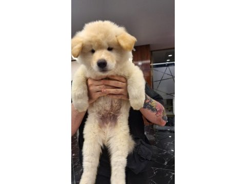 Asil ve güzel japon akita