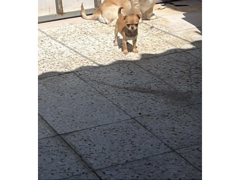4 aylık şivava dişi