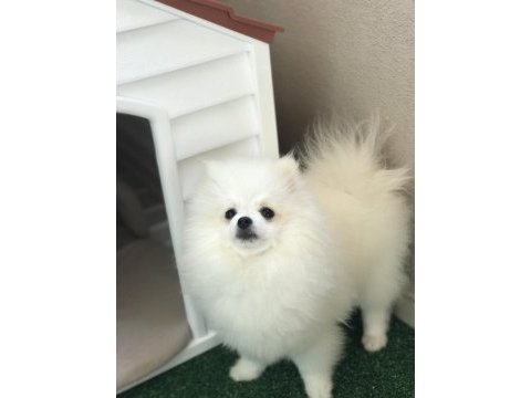 Pomeranian boo bebeğim