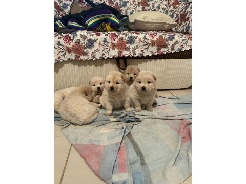 Küt burun ırk garantili chow chow yavrularımız