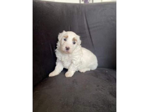 Çok tatlı maltipoo bebekler
