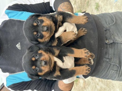 Rottweiler yavruları yeni ailelerini bekliyor
