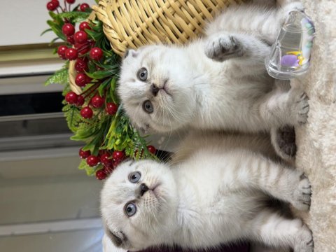 Safkan scottish fold bebekler