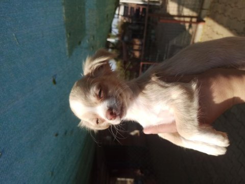 Şivava (chihuahua) teacup