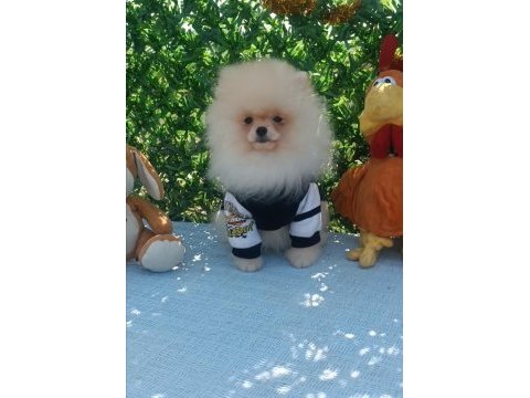 Orijinal pomeranian boo
