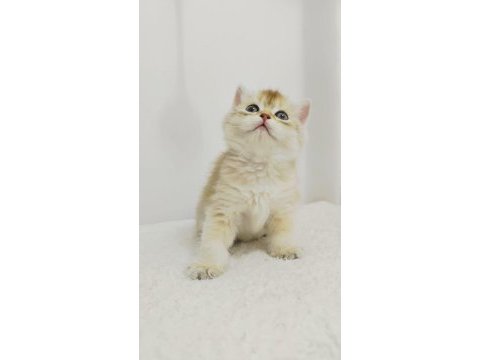 British scottish fold yavrularımız sağlık garantili