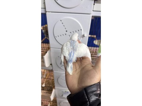 Yeni yeme düşmüş alıştırmalık iri çek muhabbet yavrular