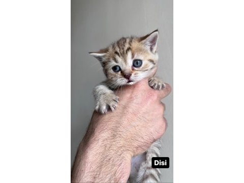 Sağlıklı british shorthair hazır yavrular