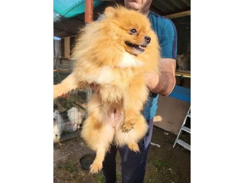 Mini pomeranian boo bebekler
