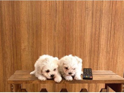 Teacup maltese bebeklerimiz