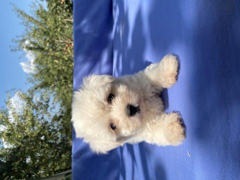 Irk ve sağlık garantili kar beyaz maltese bebekler