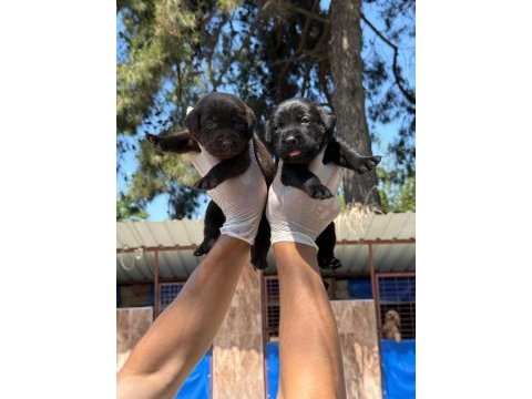 Labrador yavrularımız