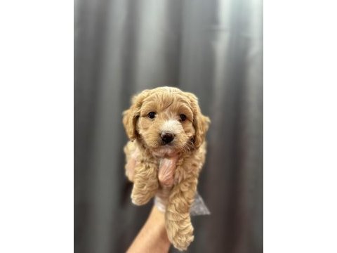 Mini boy maltipoo bebekler