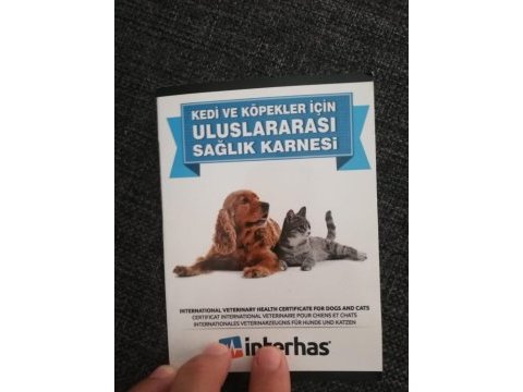 7 aylık erkek british shorthair