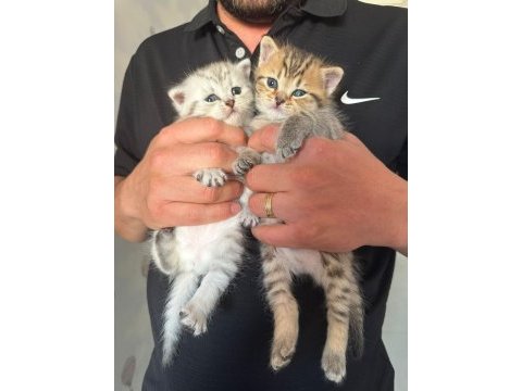 British shorthair bebeğim sahiplendirilecektir