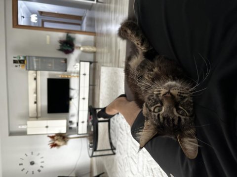 Şecereli erkek maine coon