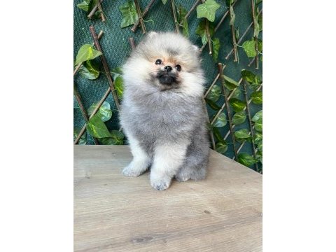 Cana yakın pomeranian boo ayı suratlı erkek yavru