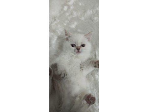2 aylık british shorthair